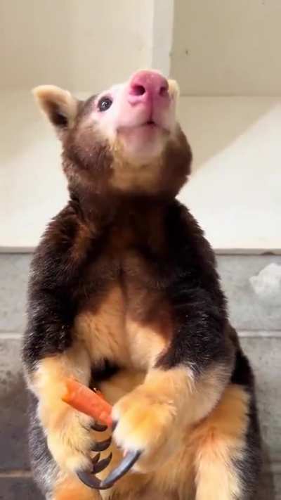 A Tree Kangaroo eating a carrot 
