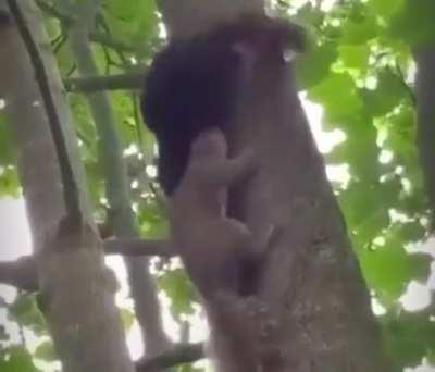 Confused Squirrel Sex.