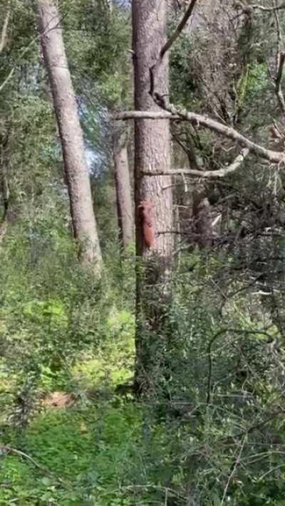 Esquilos em Monsanto