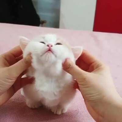 Literally a cotton ball with ears, legs, and a tail