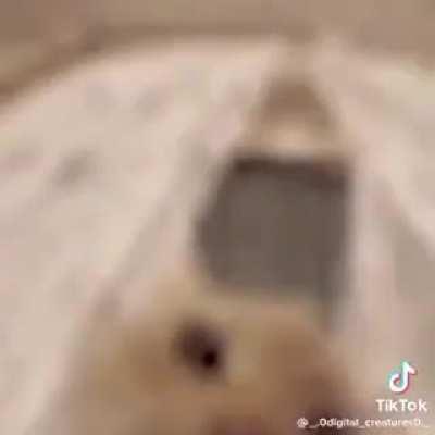 Feline activities (accurate statement.)