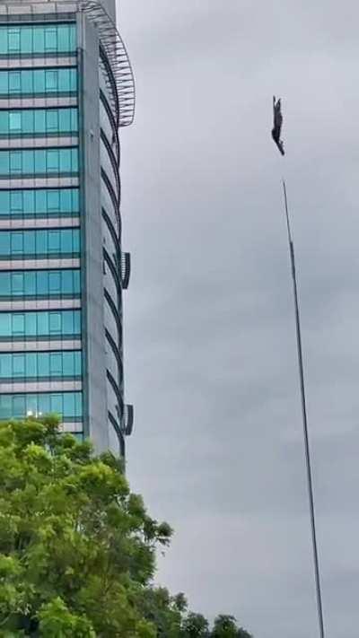 Bird stuck in mid-air