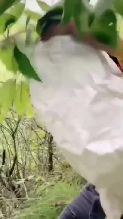 To dispose of Wasp nest 