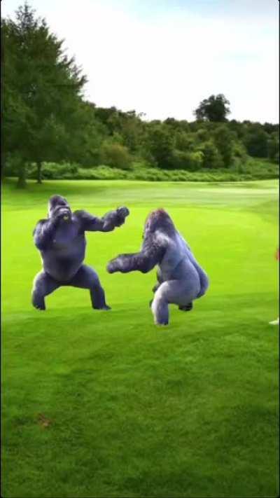 How to stop a gorilla fight
