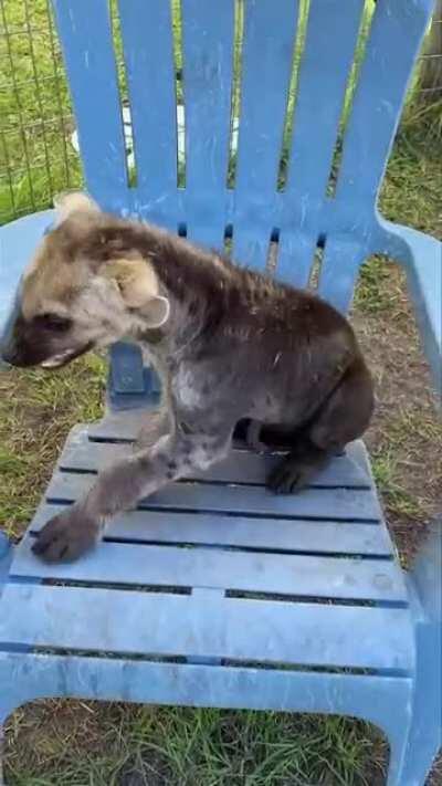 This is Huey the baby Hyena.