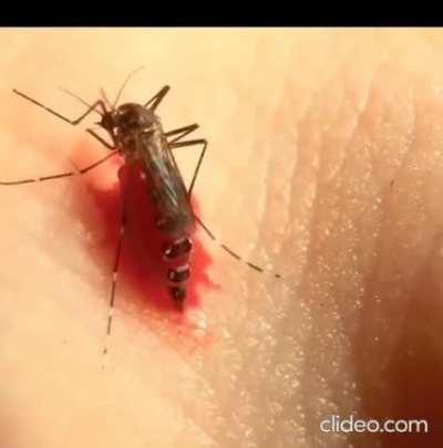 mosquito explodes after drinking to much blood