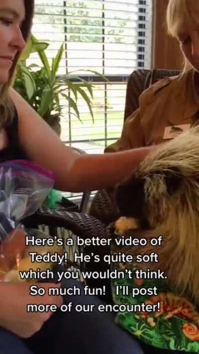 Am I crazy or is this Porcupine actually talking?