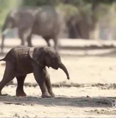 Baby elephant's first steps