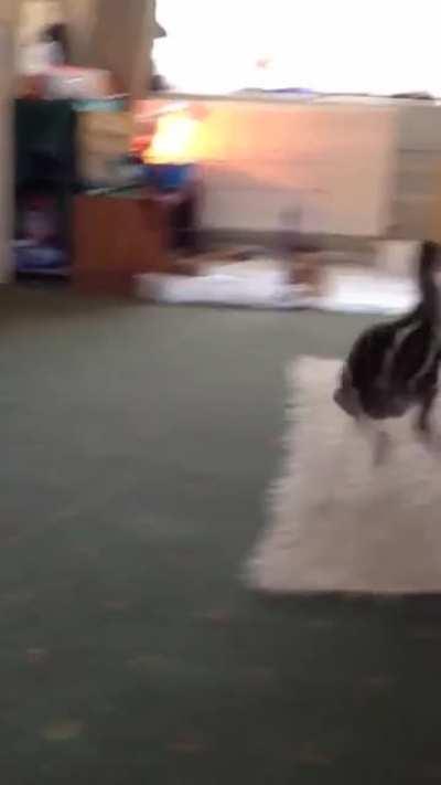 Frantic sunflower seed