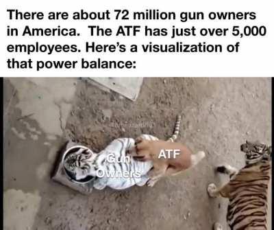 Crouching Tiger, Humping Labrador