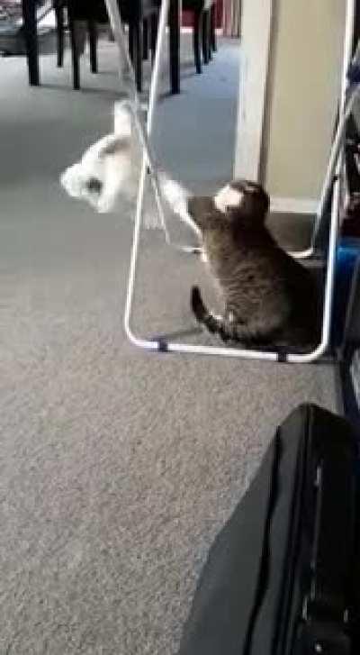 All kitty wanted was some peace and quiet and a nice nap. Jerk kung Fu chicken wasn't allowing it.