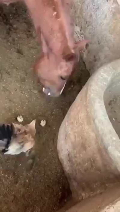 Thanks, I hate evil horse