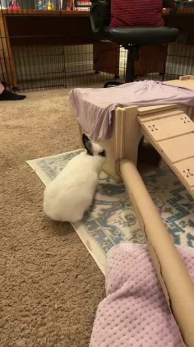 Someone’s finally learned how to play with the wrapping paper roll