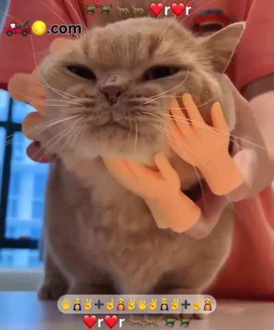 Relax young warrior&hellip; meow meow meow meow