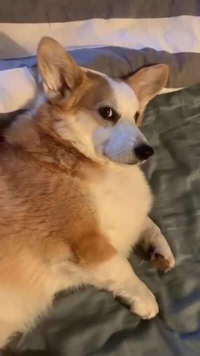 Louis was used to getting up for his morning walk at 10. Schedule changed and morning walk time is now 6am. He was not emotionally prepared for this.