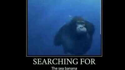 He is searching underwater caw caw