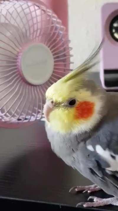 He loves his mini fan