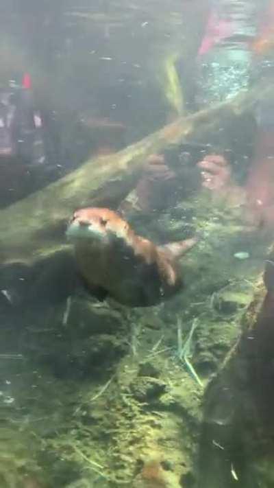 Here’s our little fuzzy performers!