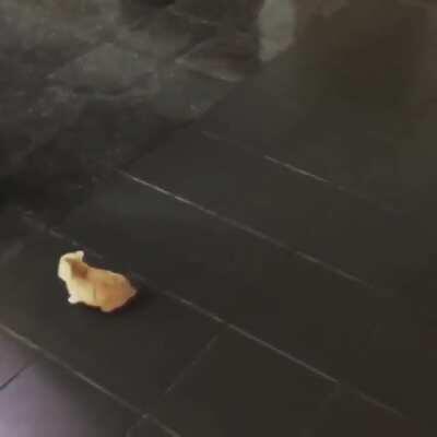 Do foxes count as cats?