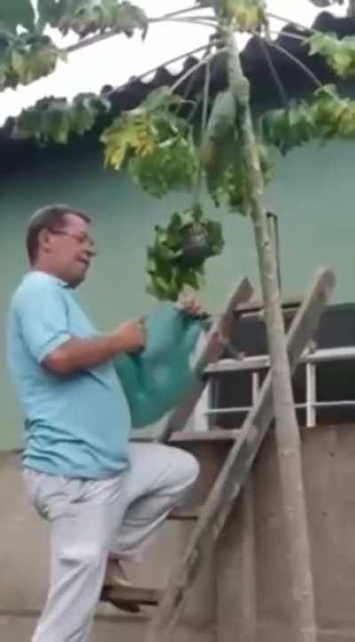 WCGW removing a wasp nest without any personal protective equipment
