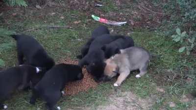 The mother dog, who did not want to eat without her puppies, took us to the puppies. Adorable Paws.