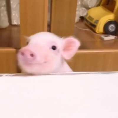 And the most polite piggy award goes to...