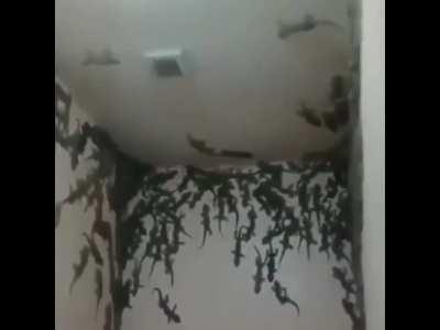 Good night...pee safe...