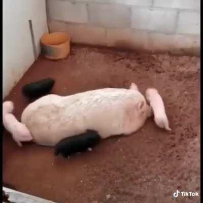 Piglet Races