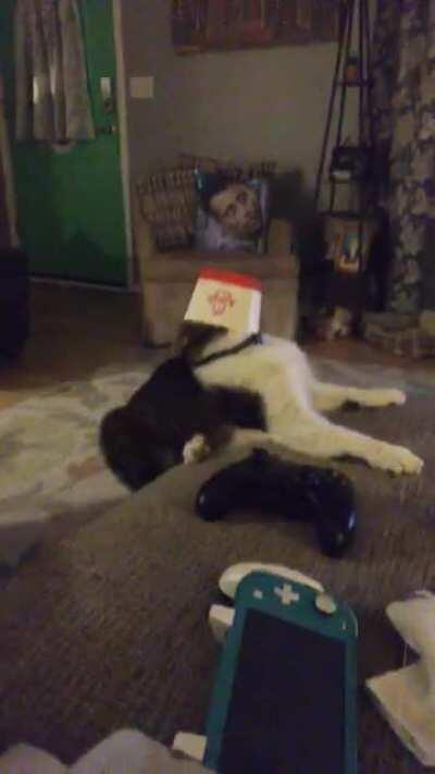 My cat is super special