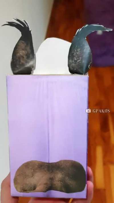 Floppa no!!! Don't get on the elevator!