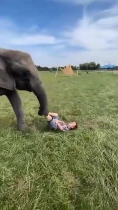 Elephant playing with kid