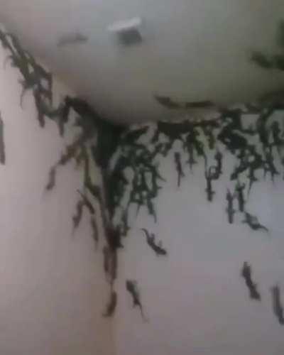 next time you use a public toilet, don't look up.