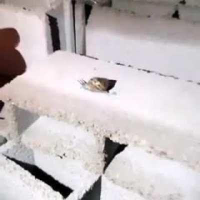 bueno gente vamos a cocinar