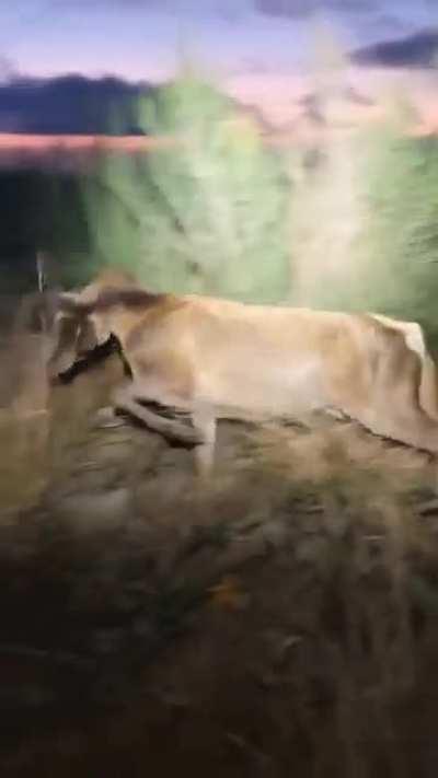 The Second Deer, oh dear !!