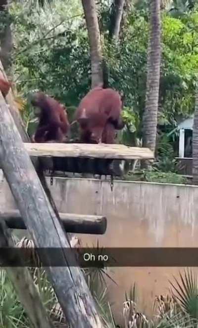 King Louie ain’t playing