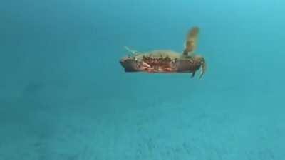 Crab wakes up and decides to become an attack helicopter