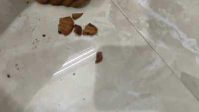 Found out my cookies were infested with fire ants while eating the second one when the ants started to bite hard on my toungue. Threw up instantly and now i have two huge ball like blisters on my toungue.