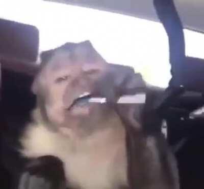 Monkey piruleta 🐵🍭