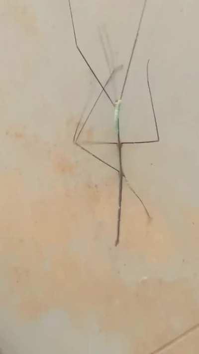 Stick insect freaks out because a caterpillar thinks it's a stick 