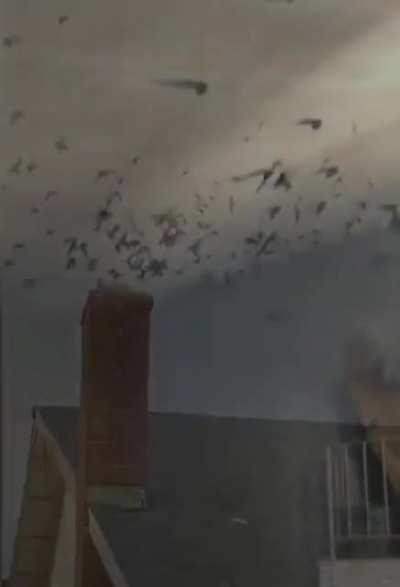 Birds decide to swarm this house