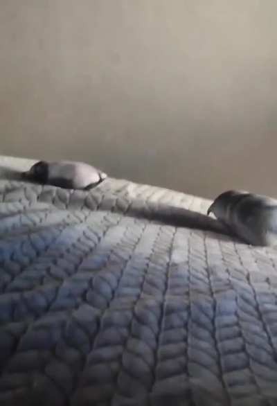 Insert [WATERMELON] or select [WATERMELON]