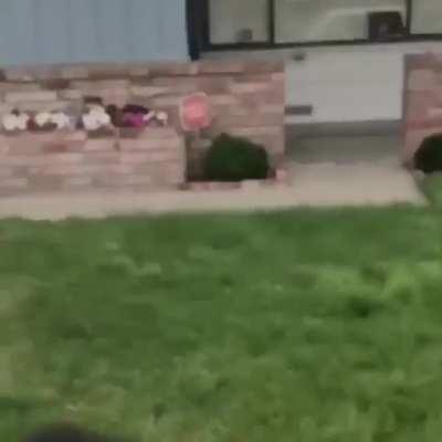 Клёвый собакен