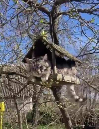 I guess it's called a cat house now