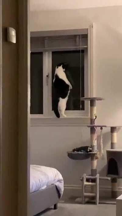 Cat.