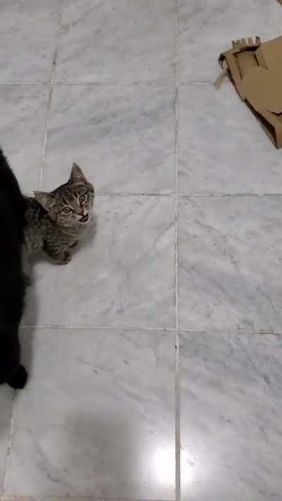 When Squirrel was so tiny she could walk under the other cats