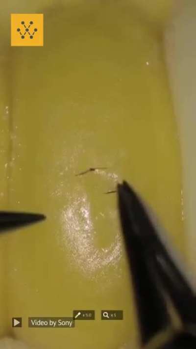 Sony’s new surgical robot does microsurgery on a kernel of corn. 