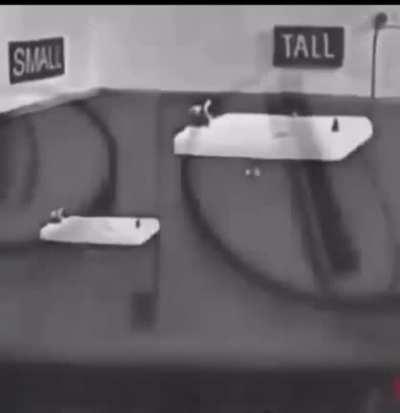 they do be segregated