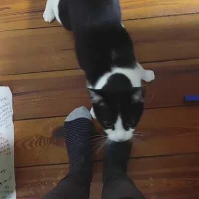 My wobbly kitty Bonnie asking politely for pets.