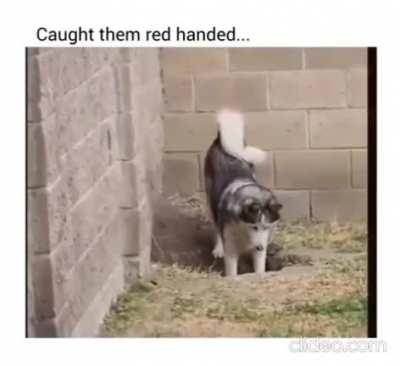 to secretly dig a tunnel