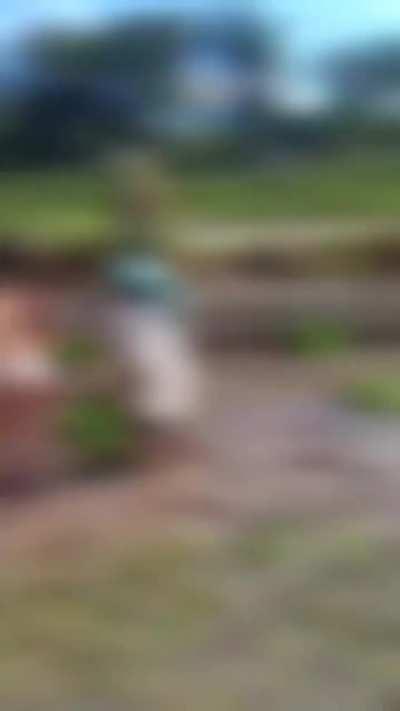 Proof of Indonesian superiority 😎 Bali makes idiot westoids work the fields 💪 😎 💪